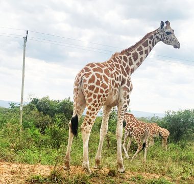 12 Days Amazing Uganda Safari
