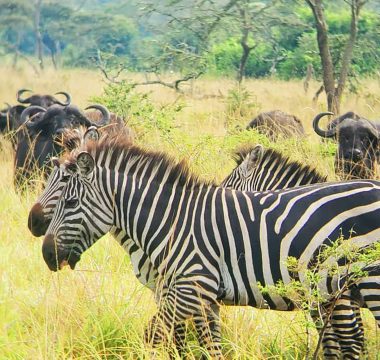 3 Days Lake Mburo Safari