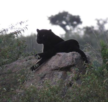 6 Days Great Rift Valley and the Big Five Delight Safari