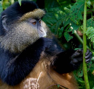 Rwanda
