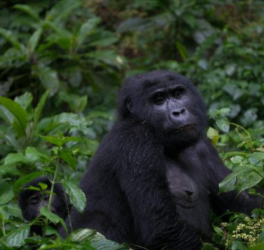 3 Days Rwanda Gorilla Trekking Tour: