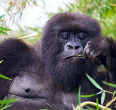 5 Days Double Gorilla Trekking Safari