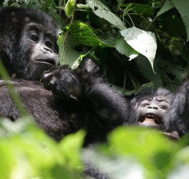4 Days Rwanda Primates & Cultural Safari
