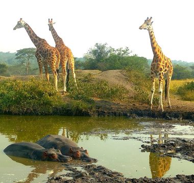 7 days safari to Uganda