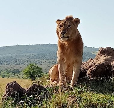 7 Days – Ultimate Northern Tanzania Experience