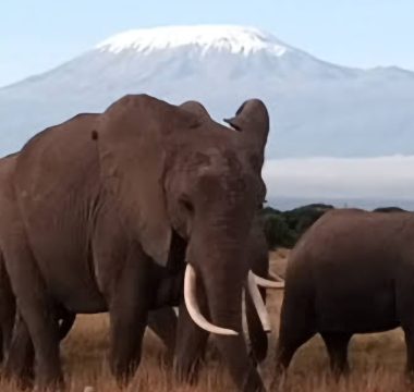 5 Days Northern Tanzania Highlights