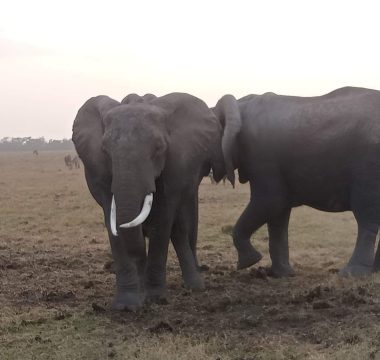 4 Days Ngorongoro Crater And Lake Manyara Safari