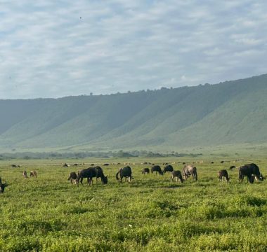 4 Days Simba Trails Safari