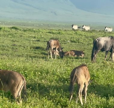 6 Days Interpid Safari